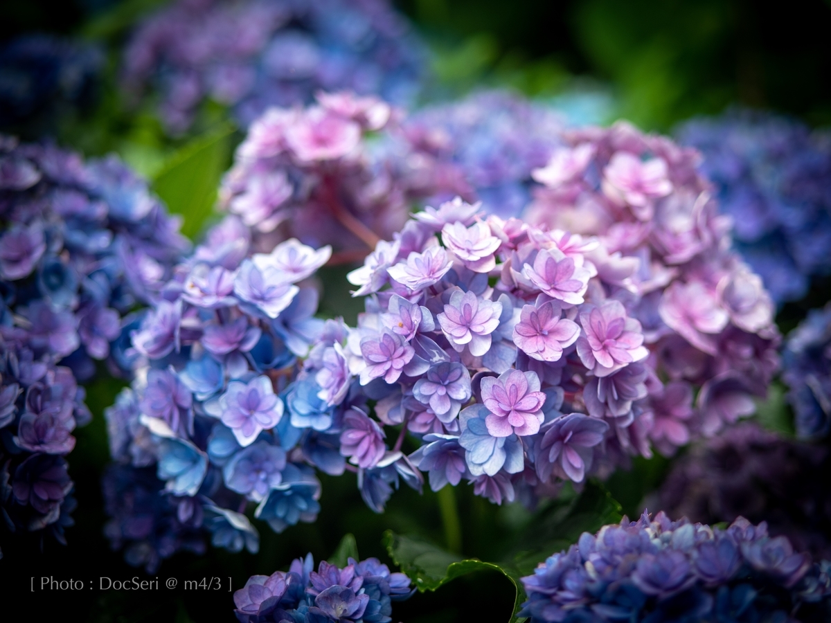 f:id:DocSeri:20190628141642j:plain