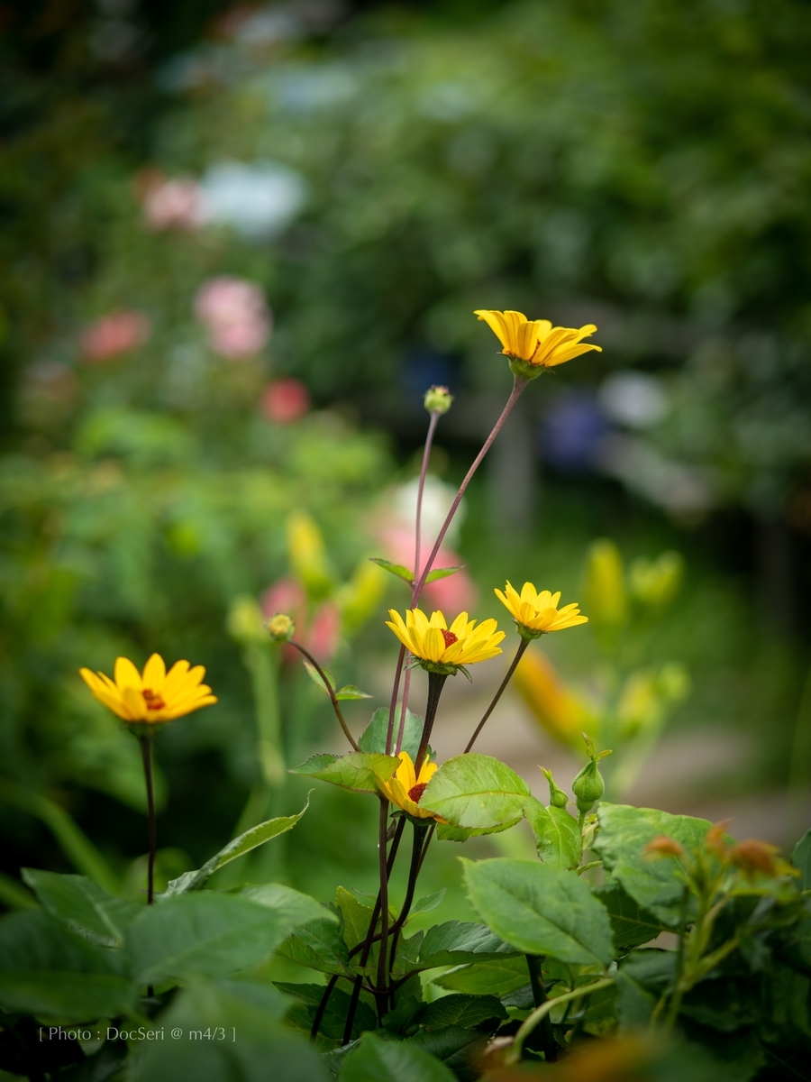 f:id:DocSeri:20190628142216j:plain