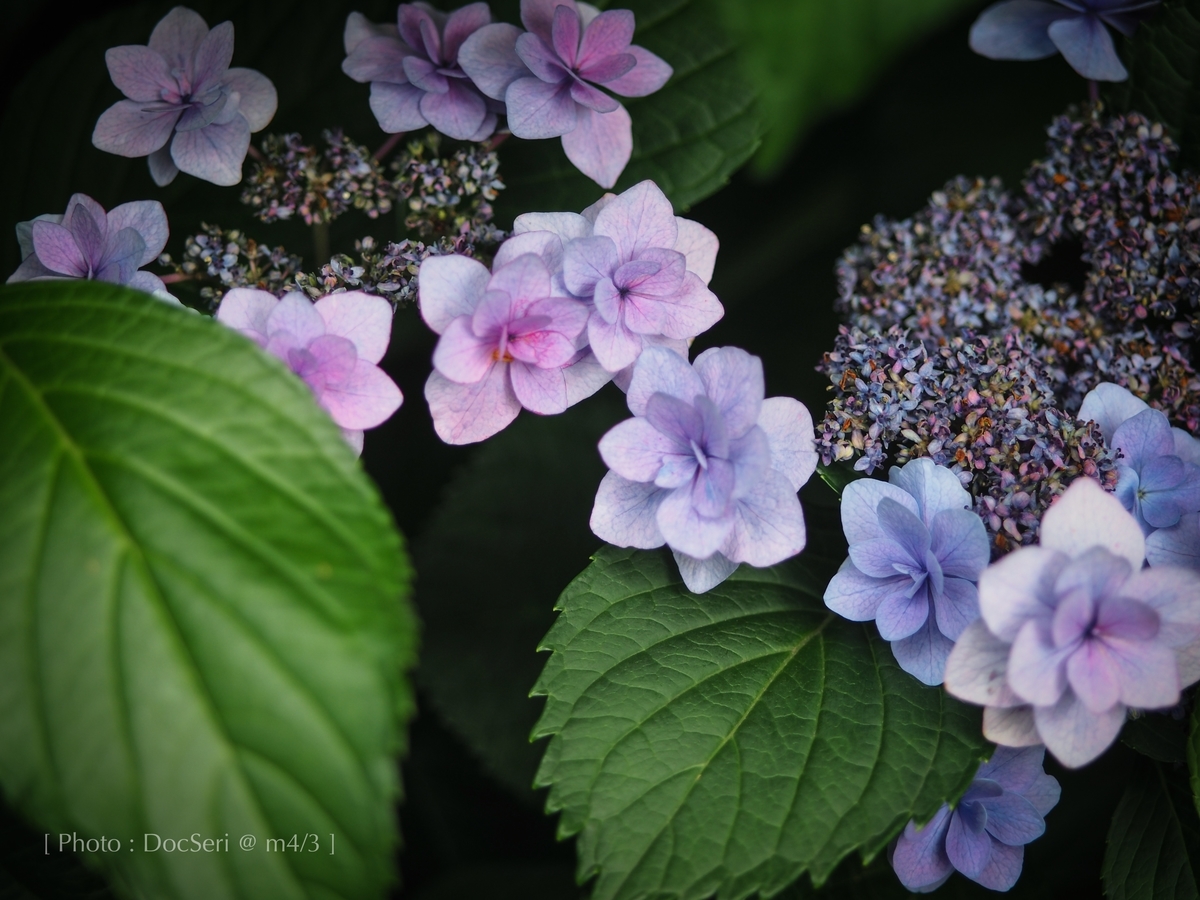 f:id:DocSeri:20190628142710j:plain