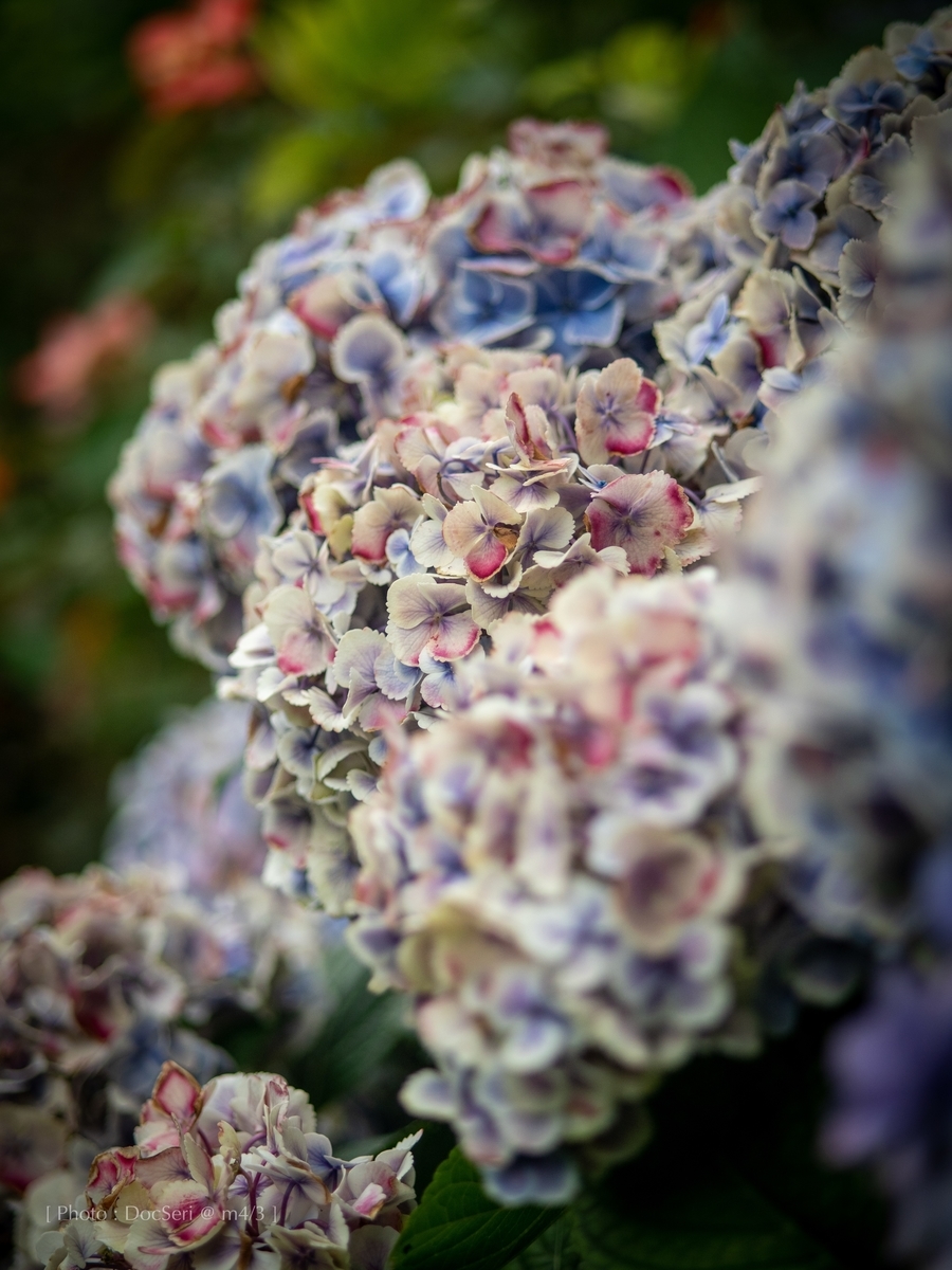 f:id:DocSeri:20190628142727j:plain