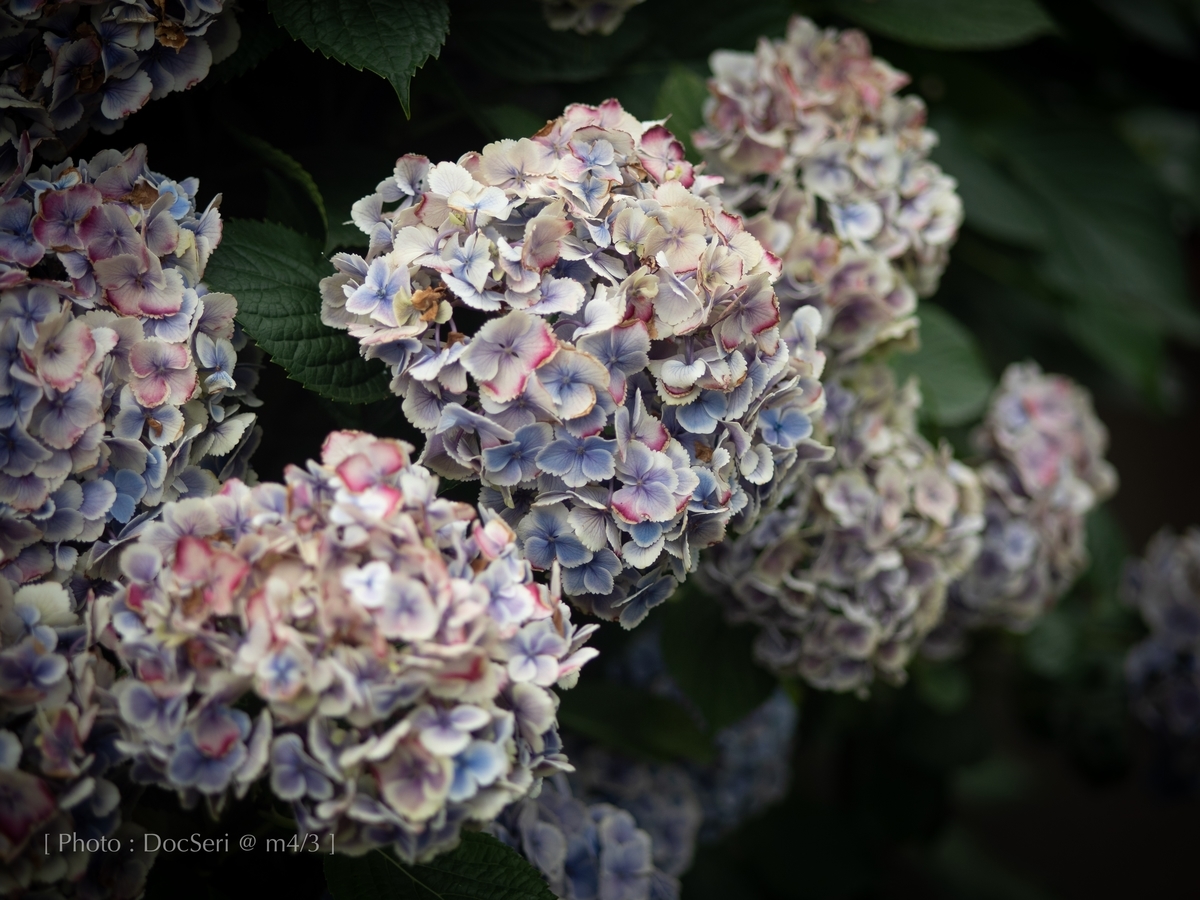 f:id:DocSeri:20190628142747j:plain