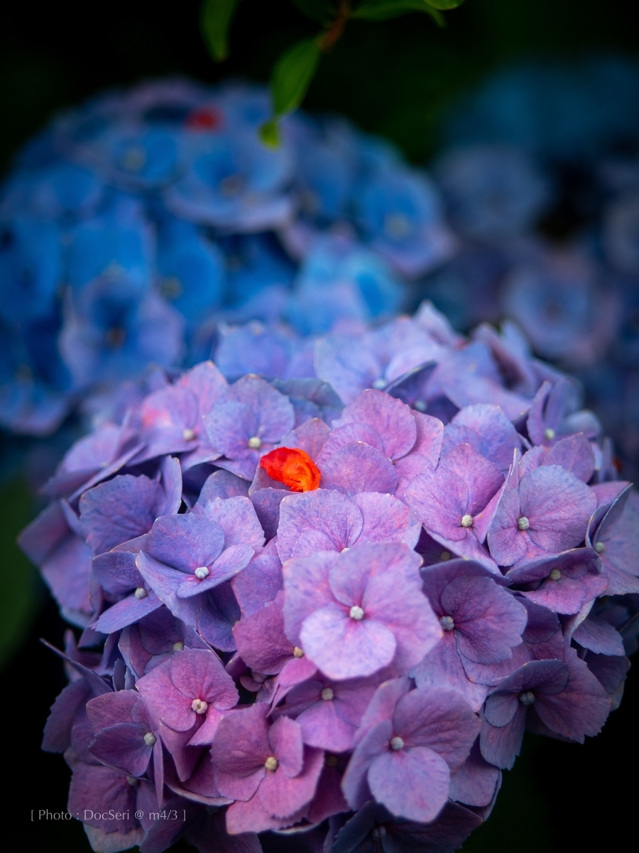 f:id:DocSeri:20190628142820j:plain