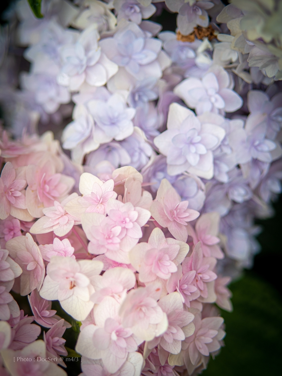 f:id:DocSeri:20190628142907j:plain