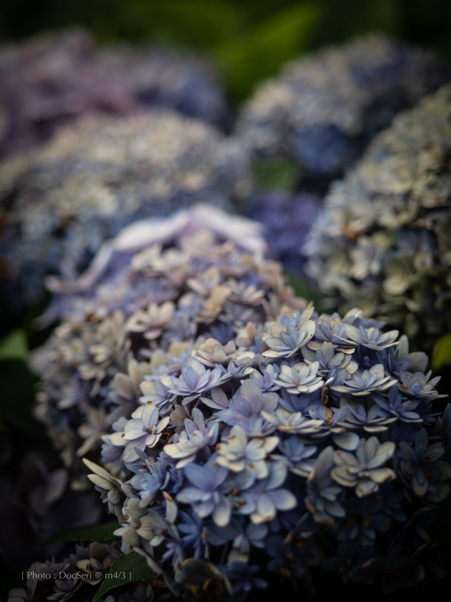 f:id:DocSeri:20190628143101j:plain