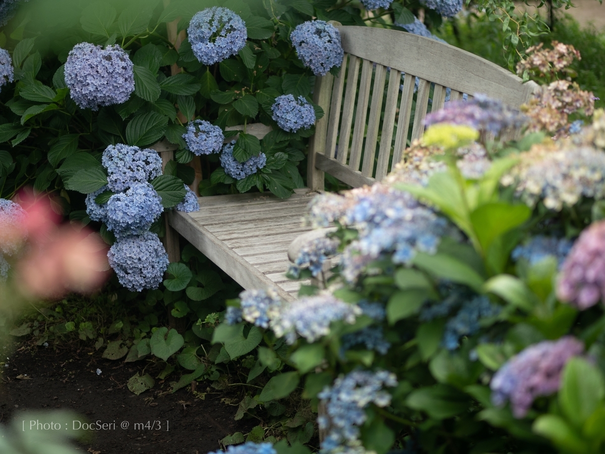 f:id:DocSeri:20190628143429j:plain