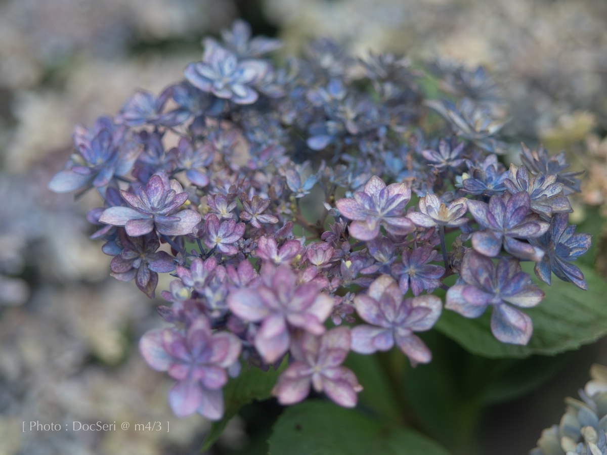 f:id:DocSeri:20190628143528j:plain