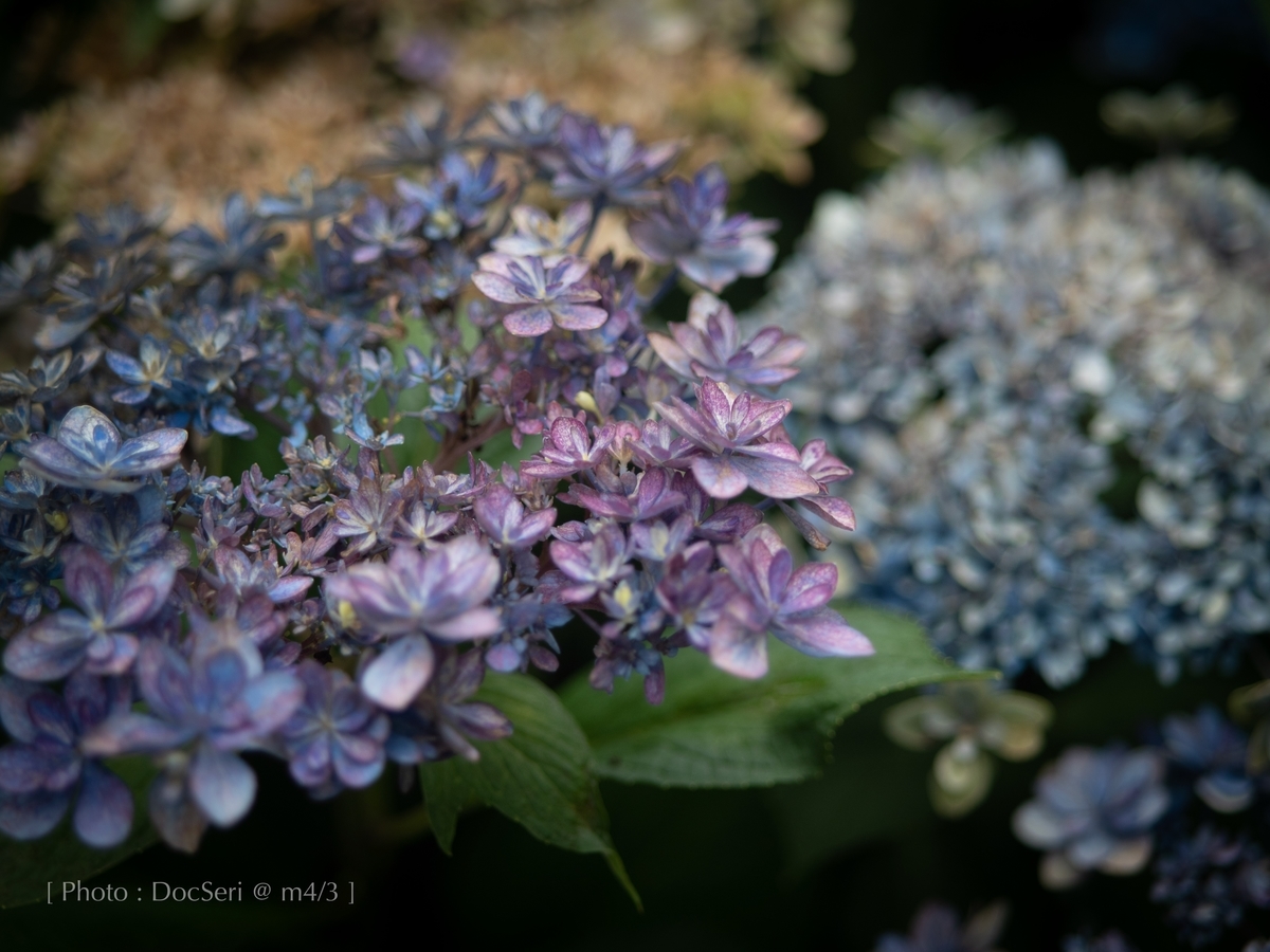 f:id:DocSeri:20190628143628j:plain