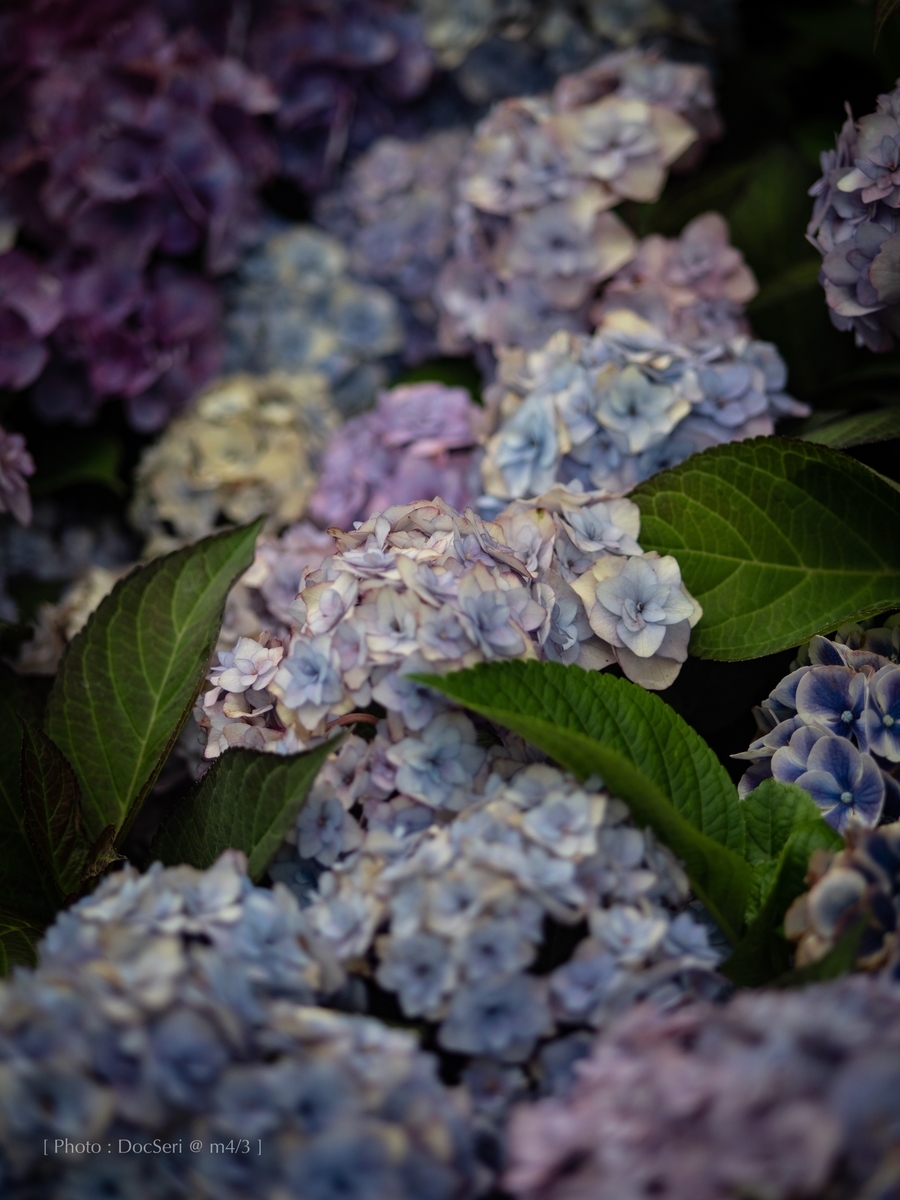 f:id:DocSeri:20190628143736j:plain