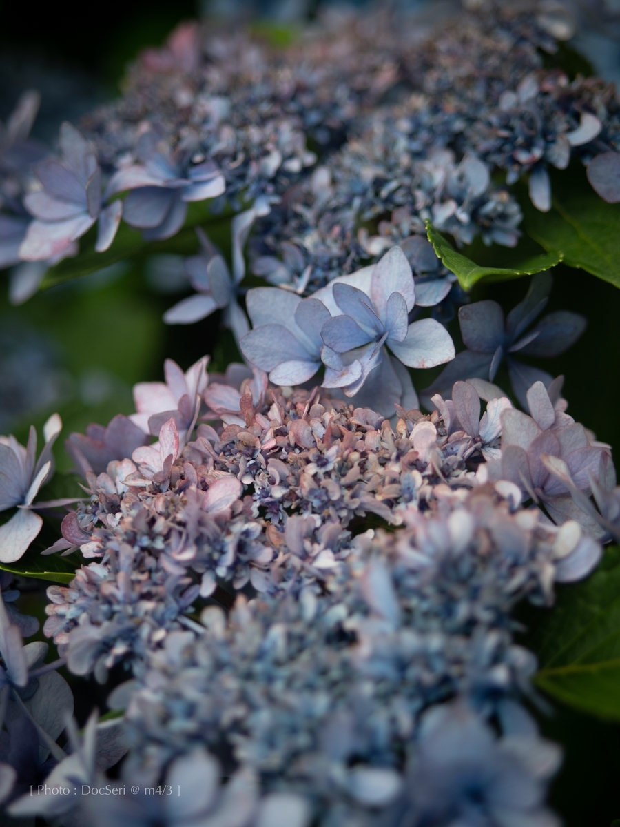 f:id:DocSeri:20190628143832j:plain
