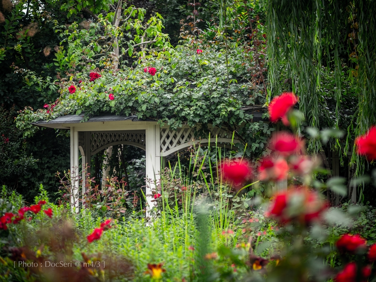 f:id:DocSeri:20190628150236j:plain