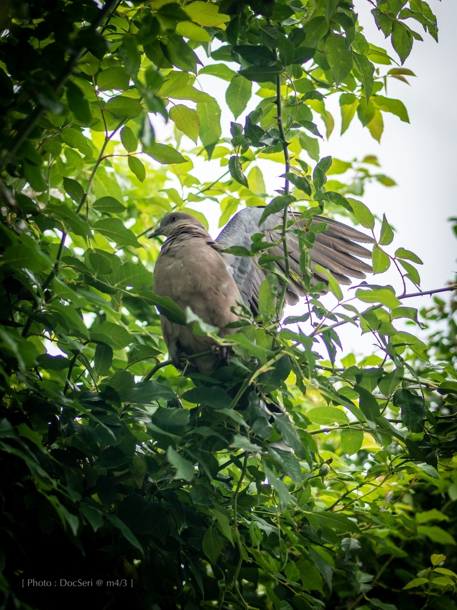 f:id:DocSeri:20190628152611j:plain