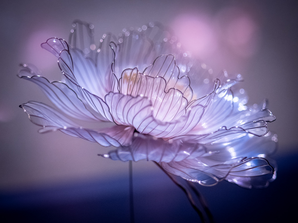 f:id:DocSeri:20190713151603j:plain