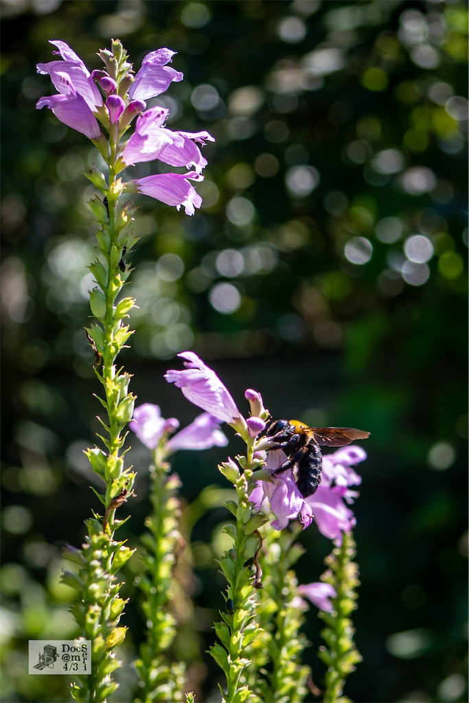 f:id:DocSeri:20210923105643j:plain
