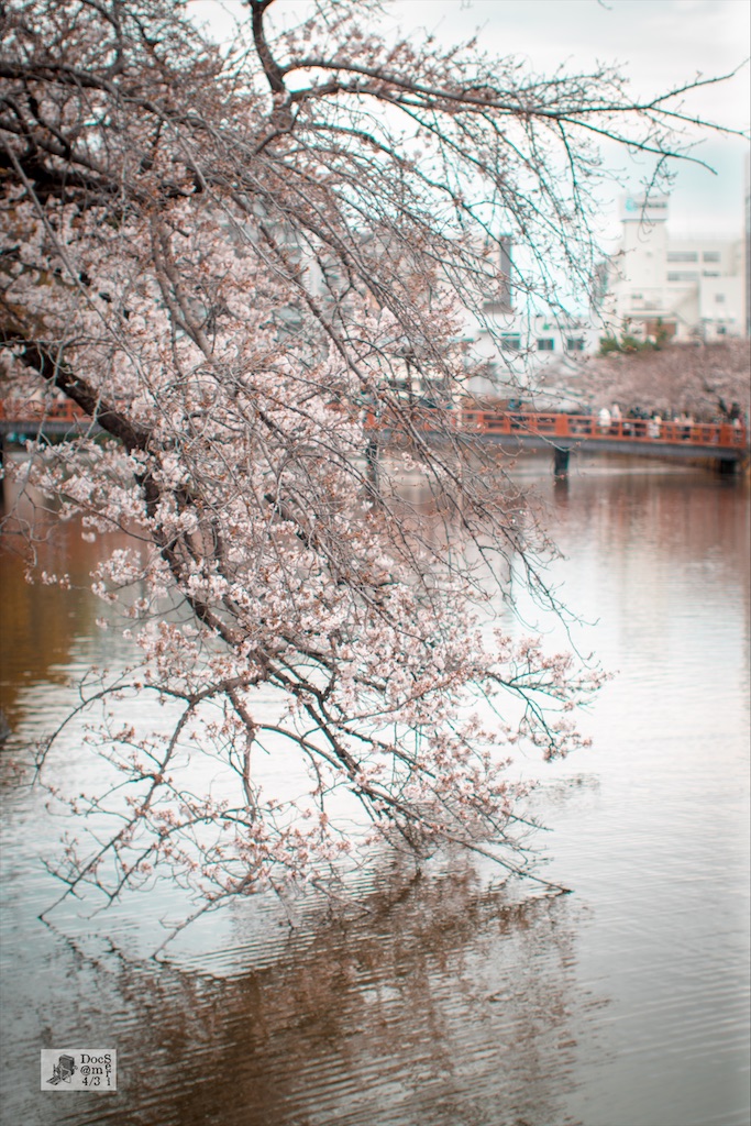 f:id:DocSeri:20220327225945j:plain