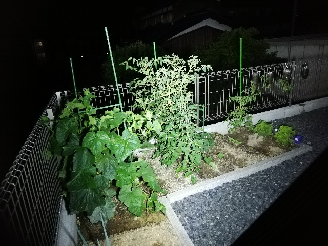 f:id:DonnieLong:20210621001833j:image