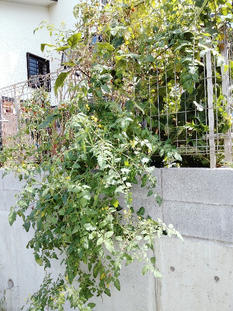 f:id:DonnieLong:20211010121540j:image