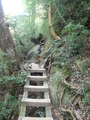 [屋久島]縄文杉登山・道なき道