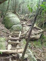 [屋久島]道無き道