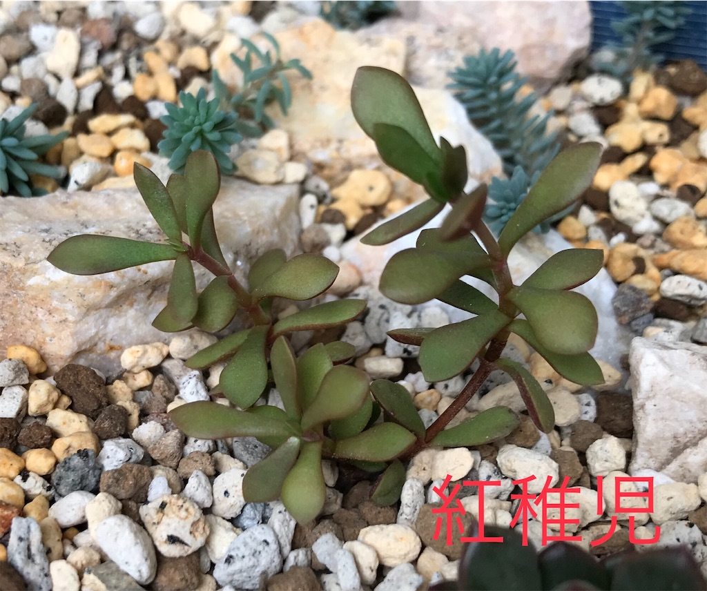 f:id:DotPAPA:20200920081414j:image f:id:DotPAPA:20200920081414j:image