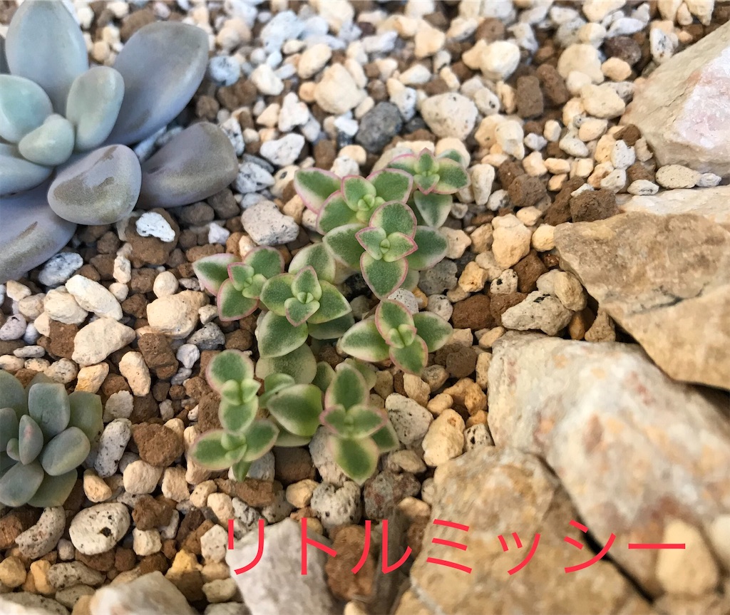 f:id:DotPAPA:20201107220505j:image f:id:DotPAPA:20201107220505j:image