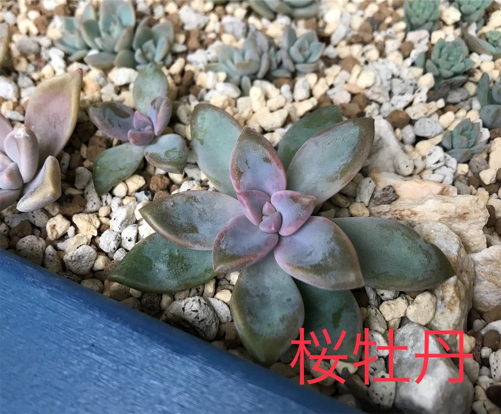 f:id:DotPAPA:20201107220518j:image f:id:DotPAPA:20201107220518j:image