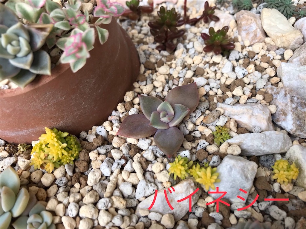 f:id:DotPAPA:20201118073724j:image f:id:DotPAPA:20201118073724j:image