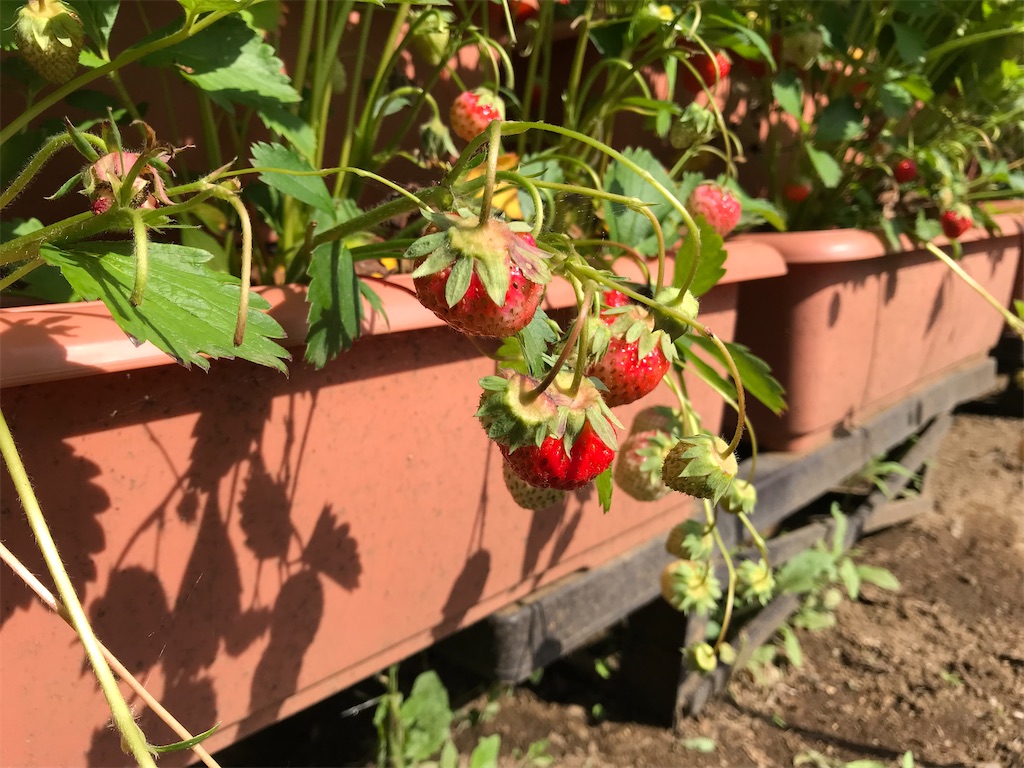 家庭菜園 自宅でいちご狩り 22年の成果 ドットパパの家づくりダイアリー