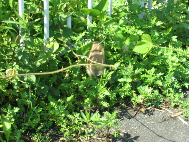 f:id:Dr-Seton:20080506092547j:image