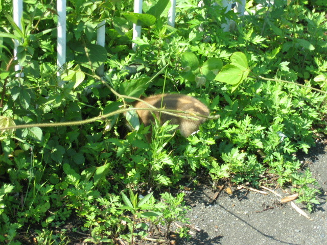 f:id:Dr-Seton:20080506092552j:image