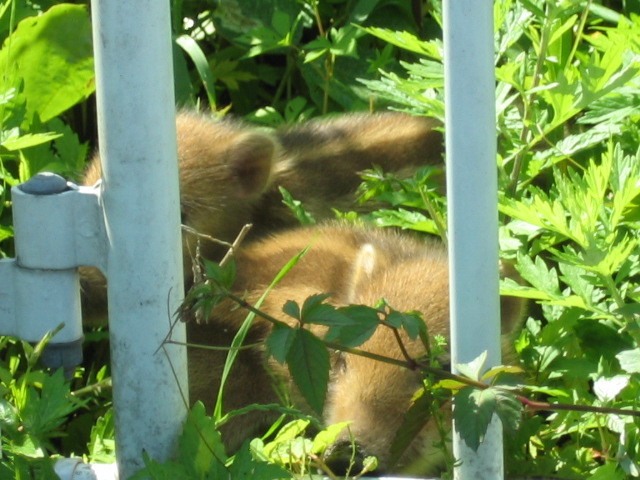f:id:Dr-Seton:20080506092614j:image