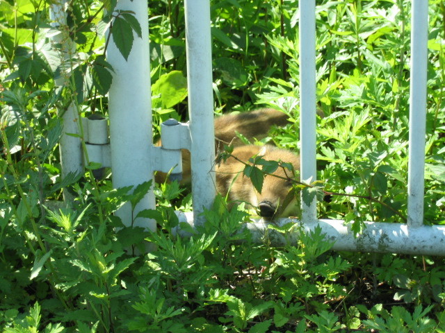 f:id:Dr-Seton:20080506092629j:image