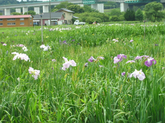 f:id:Dr-Seton:20080615123556j:image
