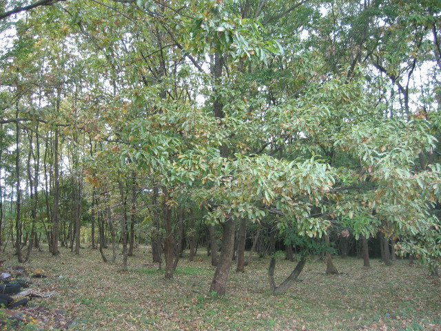 f:id:Dr-Seton:20101113141754j:image