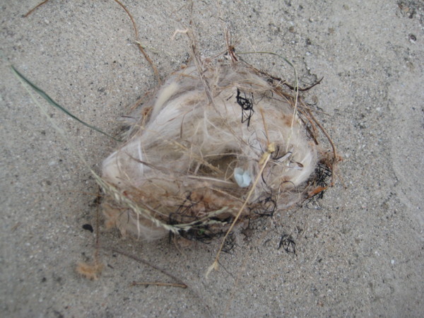Nest full of cat's fur