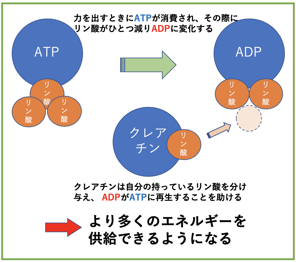 f:id:DrMuscle:20200229211651p:plain クレアチンがエネルギーを産み出す仕組み