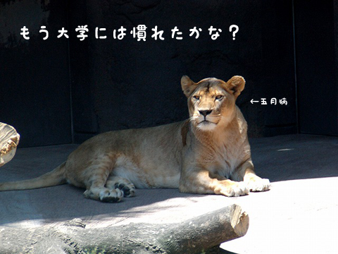 f:id:Dr_pepper:20100430001255j:image