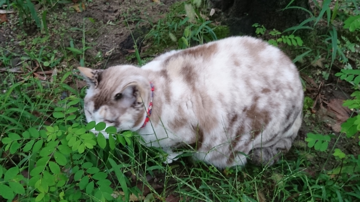 f:id:DrakeSmallbig:20190812125036j:plain f:id:DrakeSmallbig:20190812125036j:plain