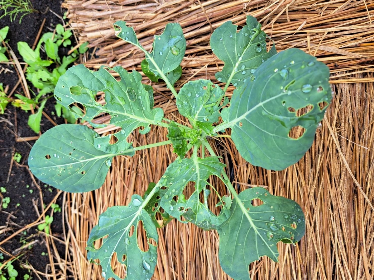 芽キャベツ 被害報告 週末農業日記