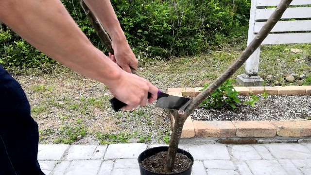 プルメリアの枝分け 挿し木の方法 夢のスローライフのブログ プルメリアの枝分け 挿し木の方法 夢のスローライフのブログ