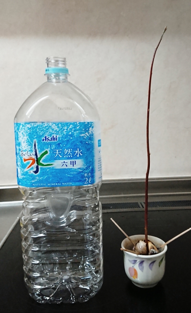 f:id:DsMEDAKA:20190711062427j:plain