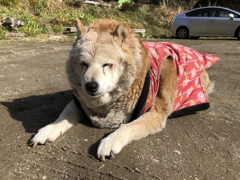f:id:Duo_Camper:20190223155722j:plain f:id:Duo_Camper:20190223155722j:plain
