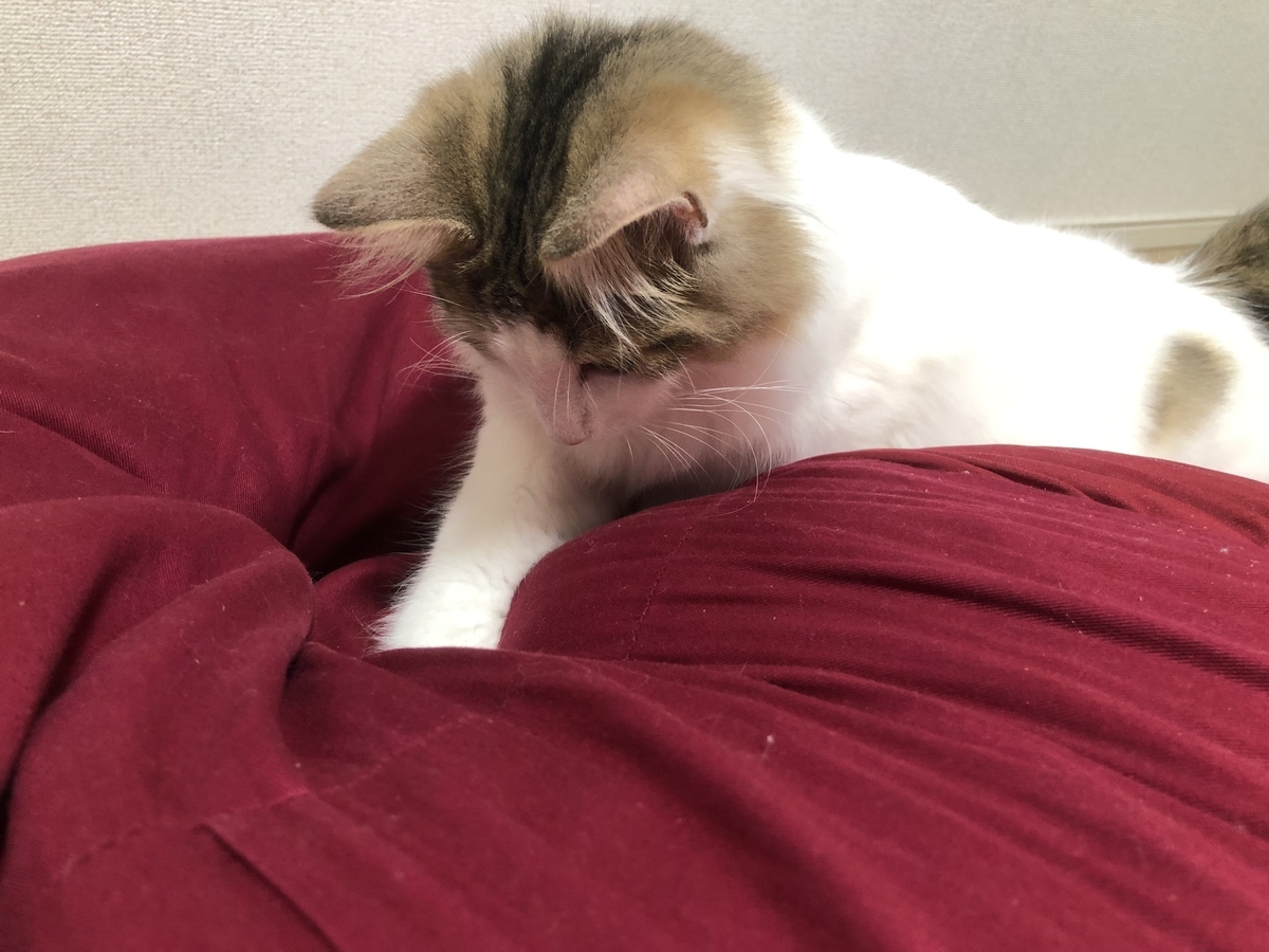 ビーズクッション に興味深々のひまりちゃん 我が家のお猫様ひま日記13 うさぎ日和