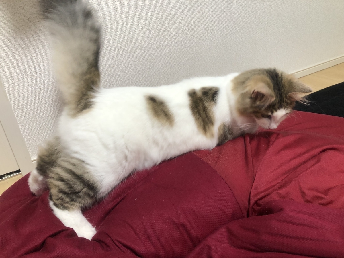 ビーズクッション に興味深々のひまりちゃん 我が家のお猫様ひま日記13 うさぎ日和