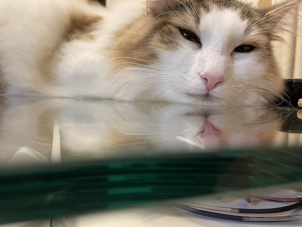 新入りに興味深々のひまりちゃん 我が家のお猫様ひま日記19 うさぎ日和