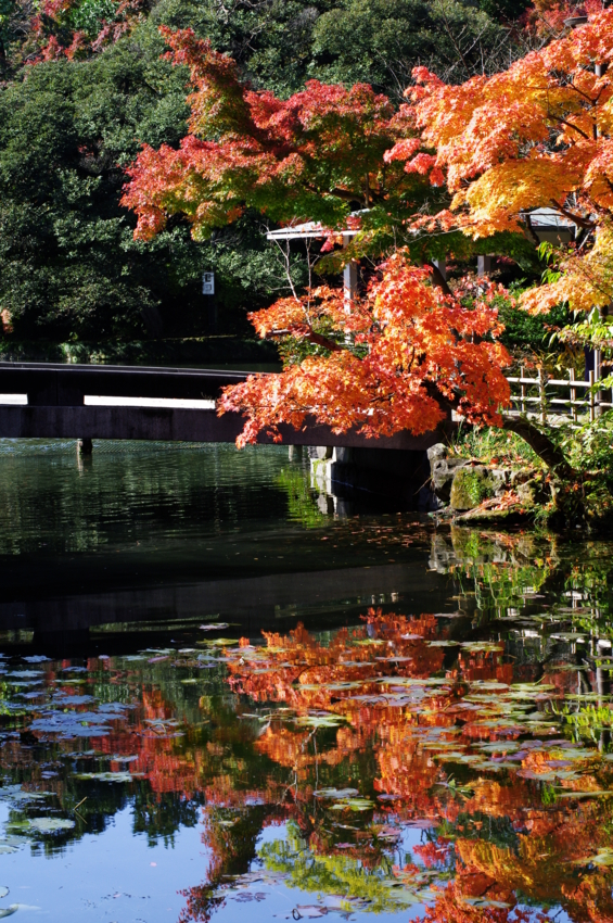 f:id:EAST-HIRO:20101120085436j:image