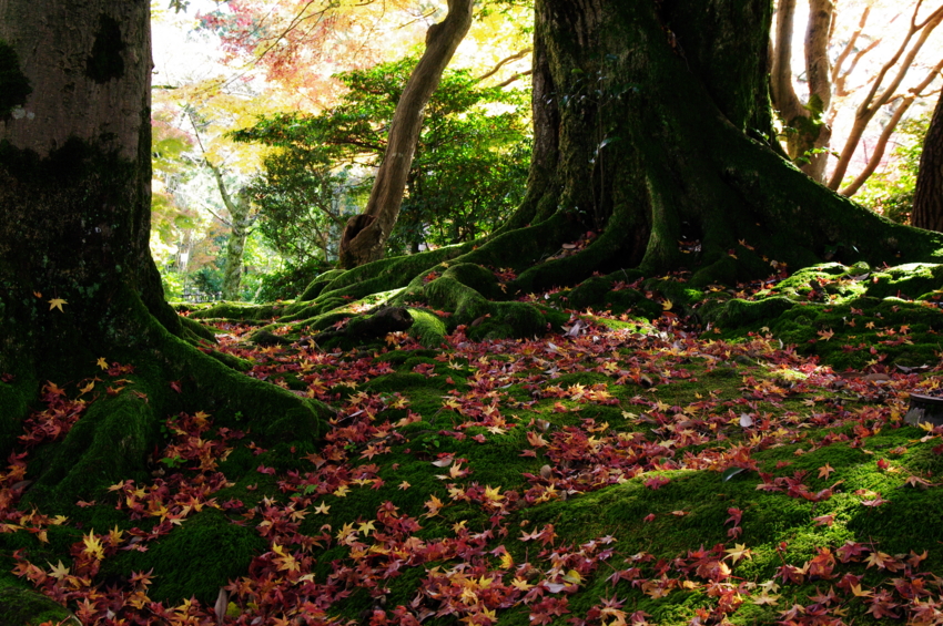 f:id:EAST-HIRO:20101121085713j:image