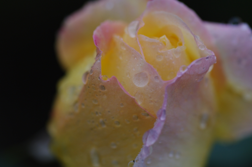 f:id:EAST-HIRO:20101128101110j:image