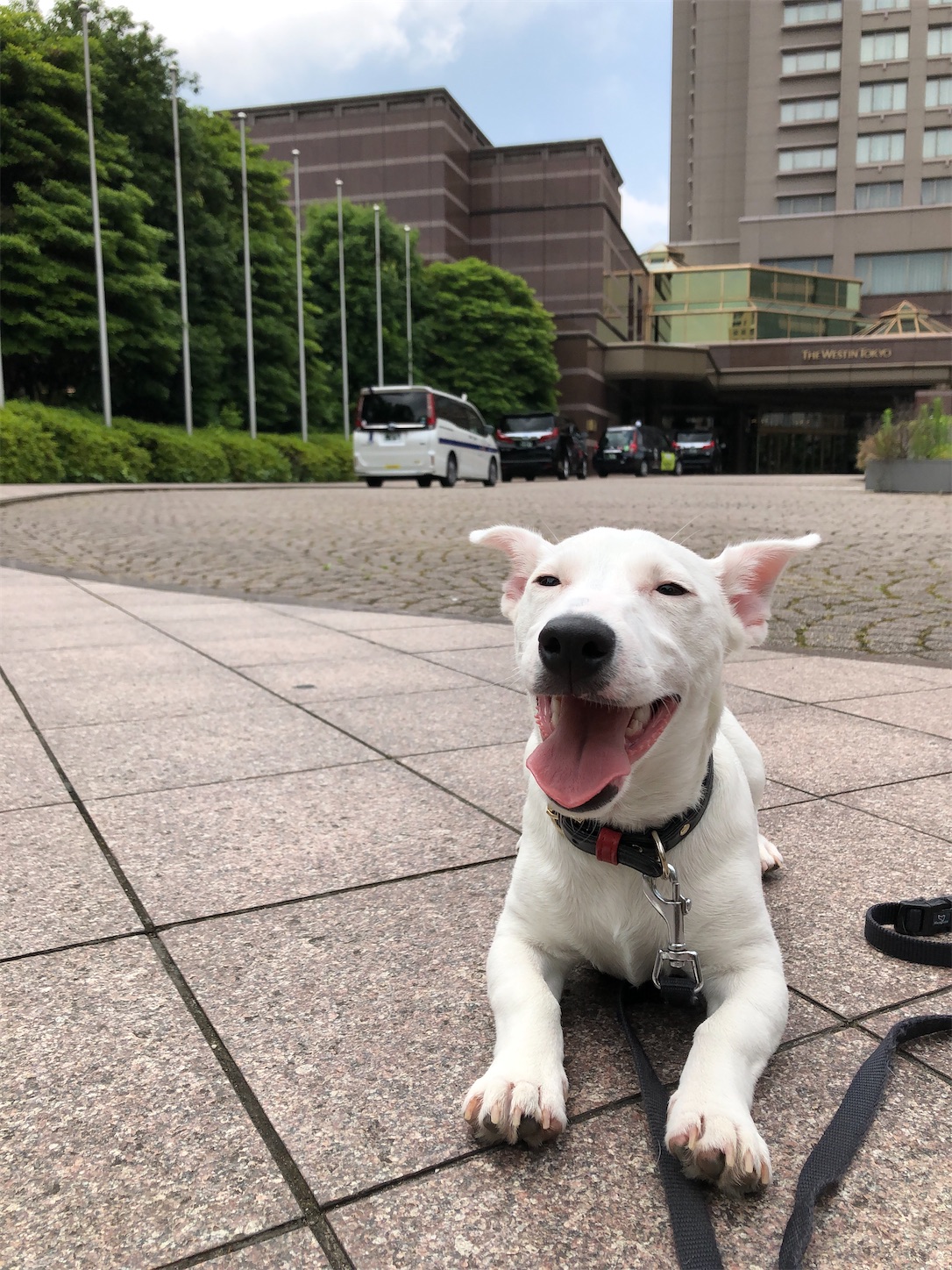 ウェスティンホテルで笑う 白い犬