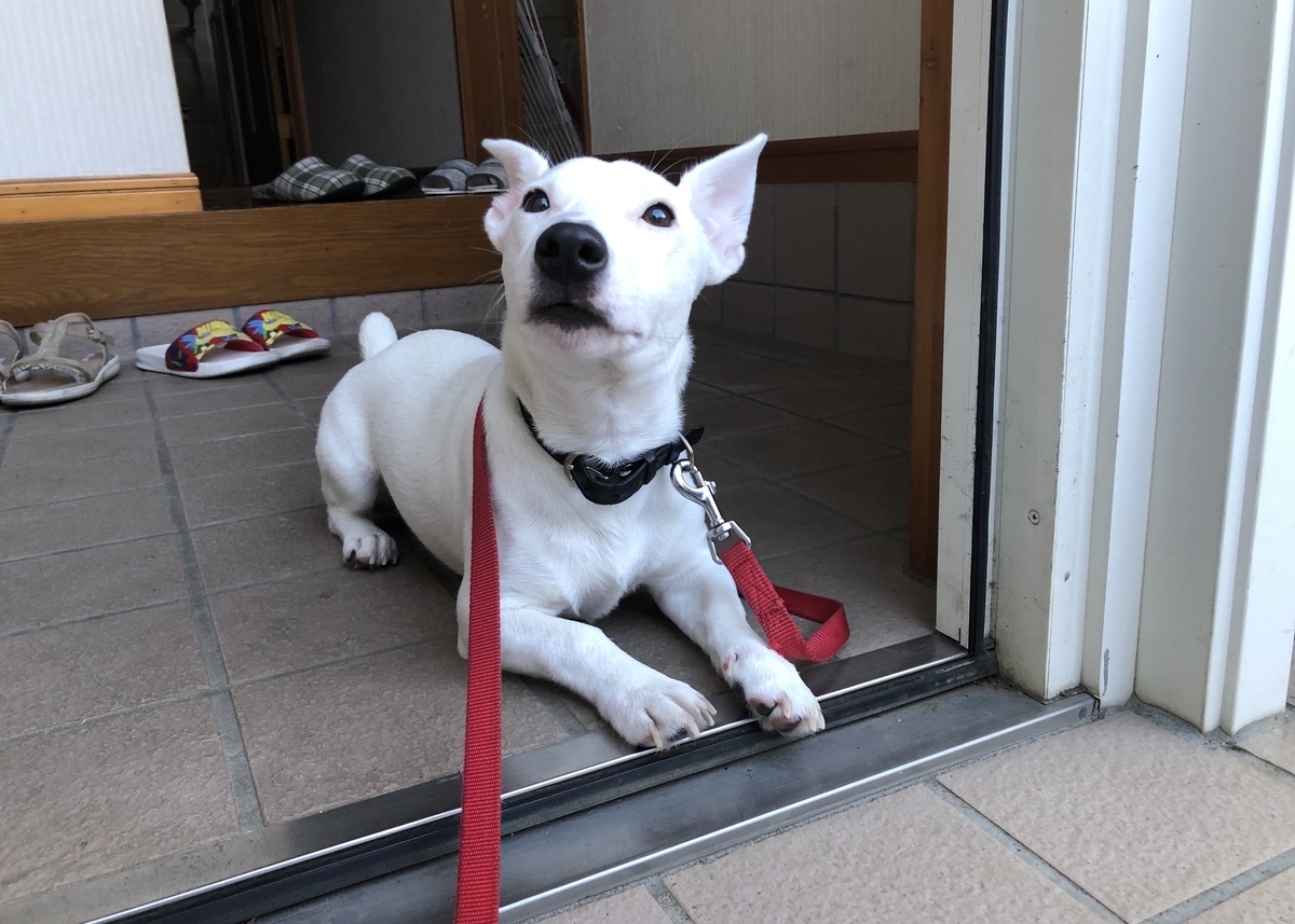 f:id:EBISUINU:20200911171222j:plain f:id:EBISUINU:20200911171222j:plain