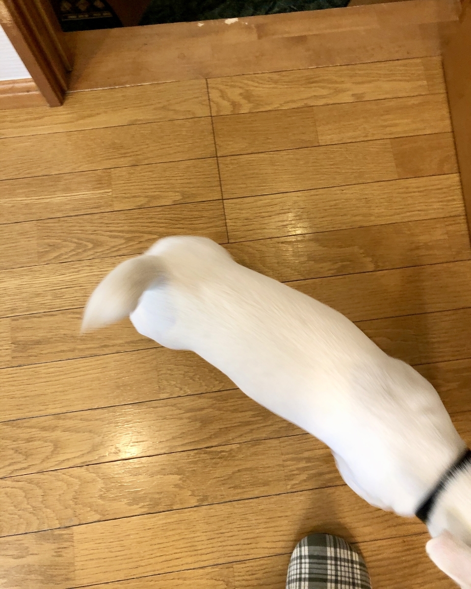f:id:EBISUINU:20201003175915j:plain f:id:EBISUINU:20201003175915j:plain